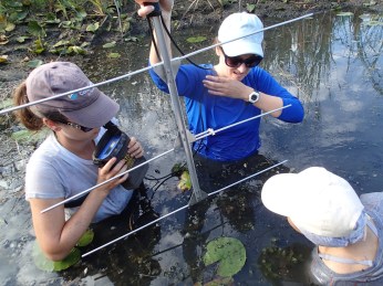 It's tricky business radio tracking turtles in the deep part of the pond